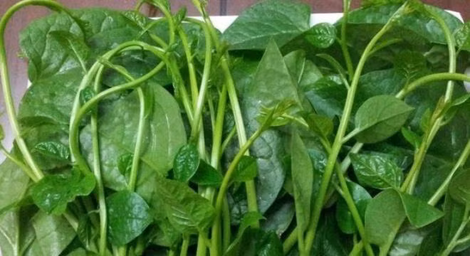 Mong toi phun chat kich thich 10 tieng vuon dai ra gan 30cm-Hinh-3