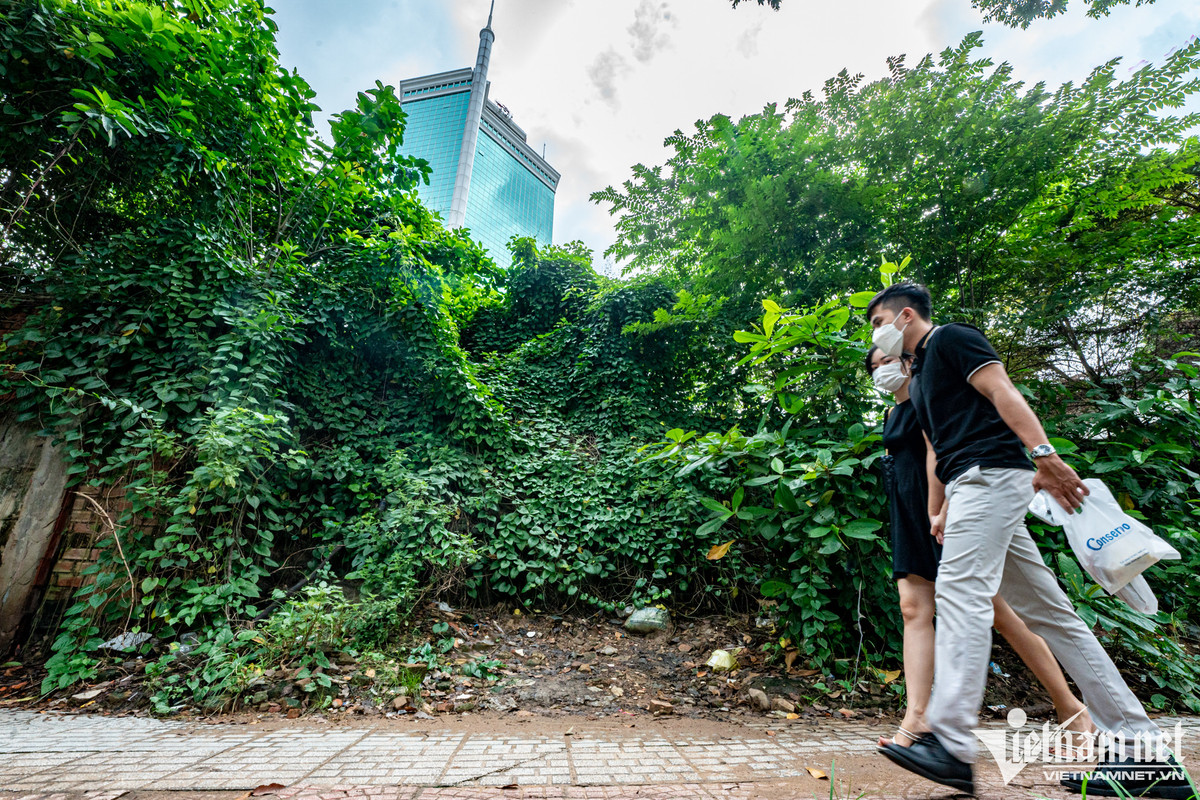 Cỏ cây mọc um tùm, cao hơn 2m. Nhiều người đi qua tỏ ra xót xa, tiếc nuối.