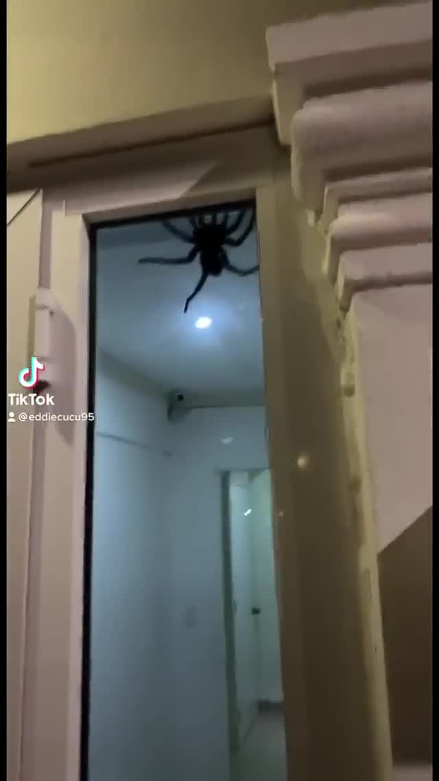 Hoảng hồn nam thanh niên chiến đấu với nhện khổng lồ Hoang hon nam thanh nien chien dau voi nhen khong lo