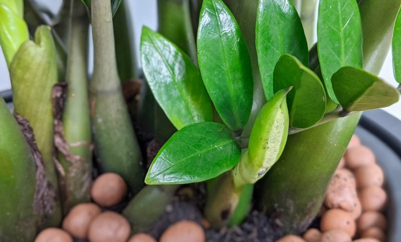 Nha giau trong 3 loai hoa phat tai, hoa no toi dau loc theo toi do