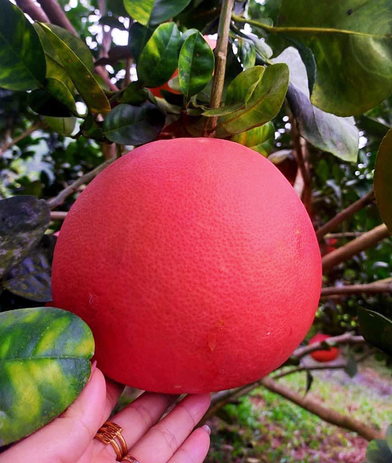 Buoi do 'tien vua' gia tien trieu nay thanh hang binh dan-Hinh-2