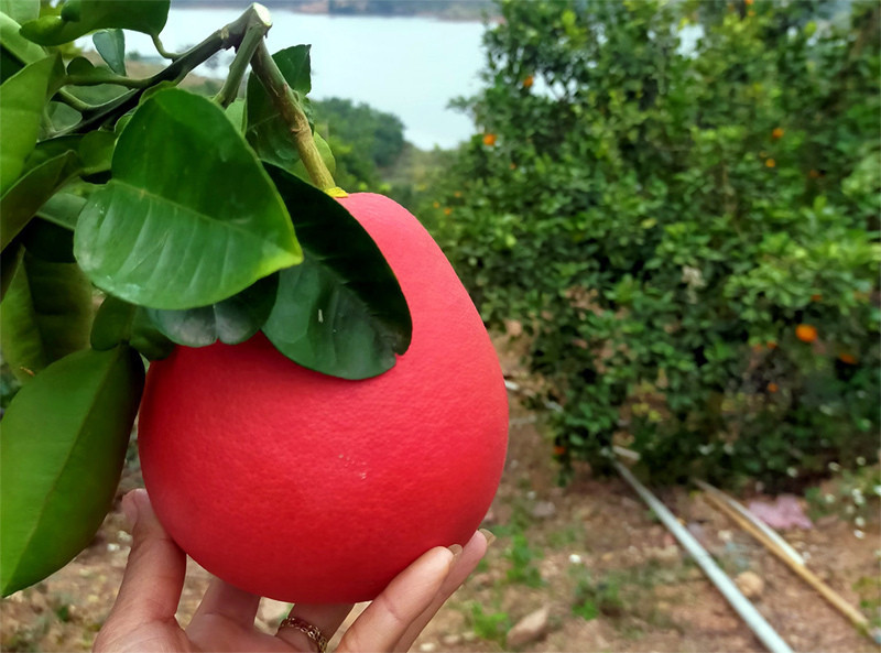 Bưởi đỏ 'tiến vua' giá tiền triệu nay thành hàng bình dân ảnh 4