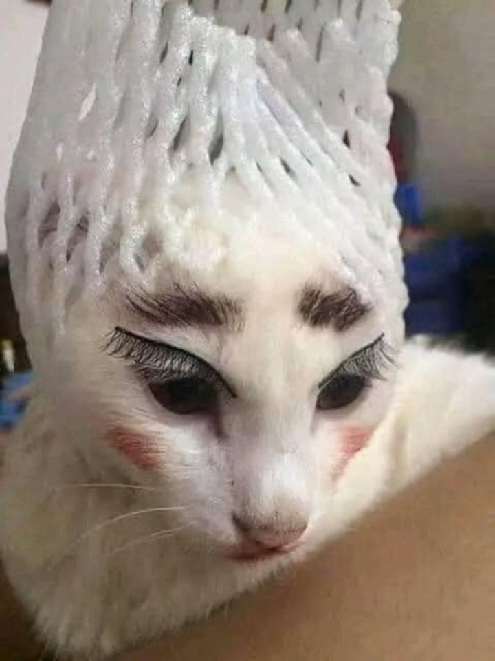 Tui là trò đùa của mấy người ư?