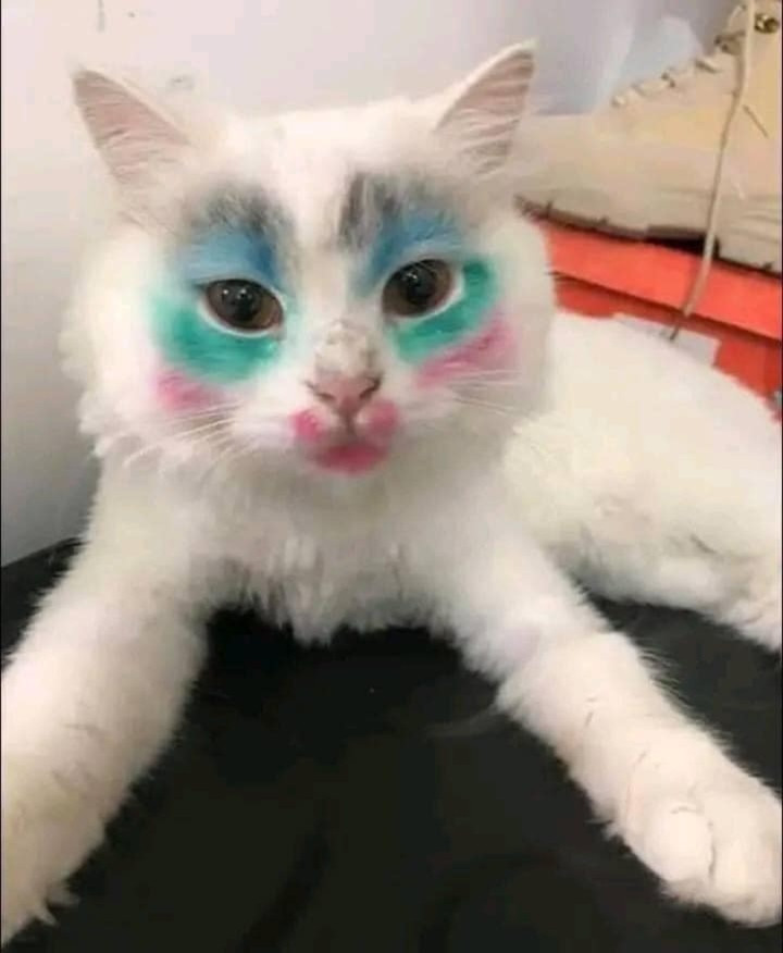 Số phận của "boss" rơi vào tay của hội đam mê trang điểm.