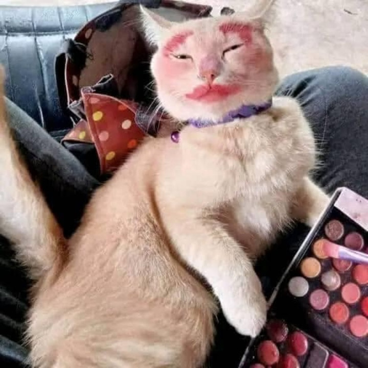 "Làm xong mà không đẹp là không yên với tui đâu đấy", mèo said.