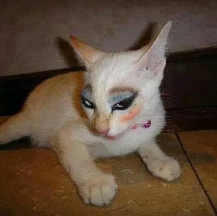 Trang điểm kiểu mắt mèo hàng thật.