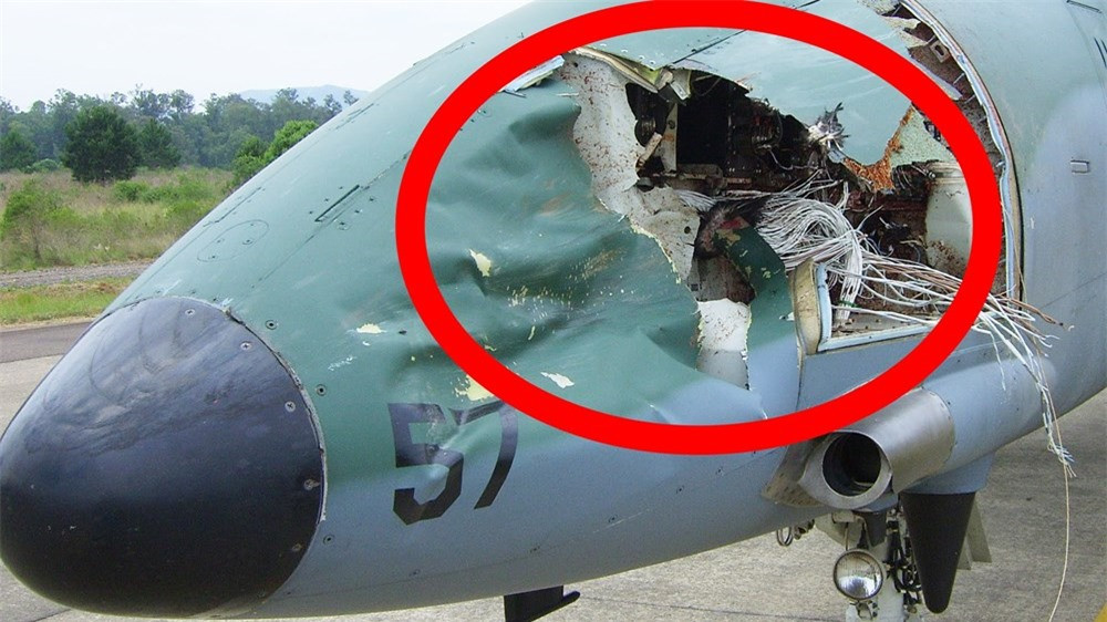 Vì sao máy bay to lớn có thể bị "hạ gục" bởi những chú chim? ảnh 1