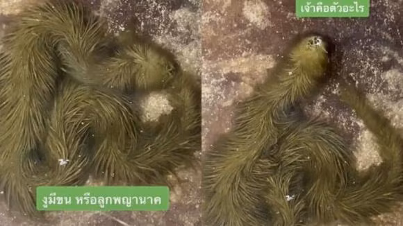 Loai ran la, toan than bao phu lop 