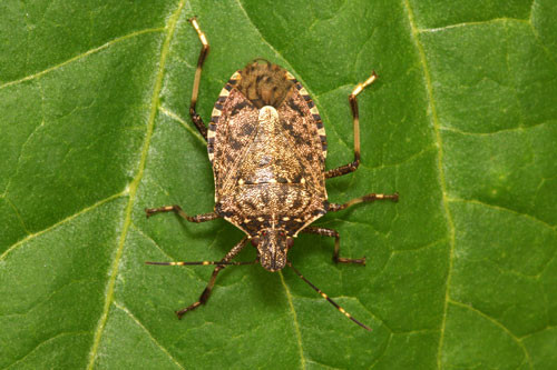 5. Stink Bug.