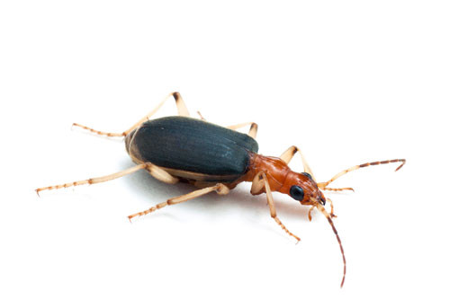 3. Bombardier Beetle.