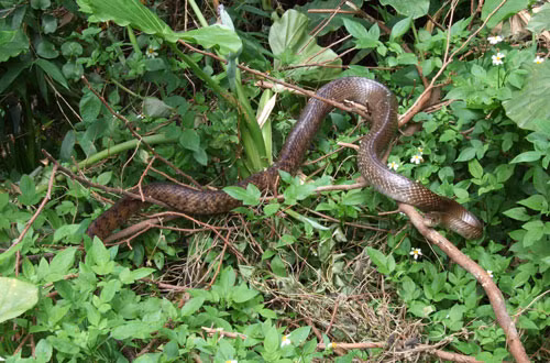 10. Rắn Elaphe Carinata.