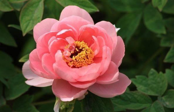 Sinh ngay Am lich nay sau 40 tuoi su nghiep thuan loi