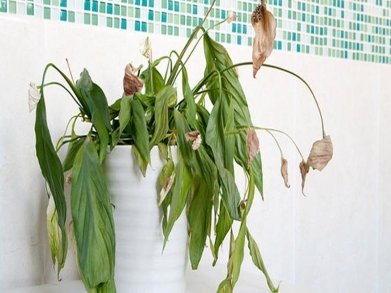 Đầu tháng cô hồn có 5 thứ cần phải vứt thẳng tay - Hình 2 Dau thang co hon co 5 thu can phai vut thang tay-Hinh-2