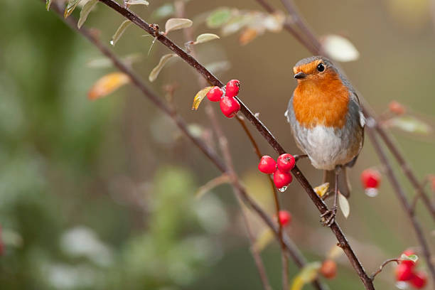 Sinh vào ngày Âm lịch này vận mệnh may mắn, cuộc sống thuận lợi Sinh vao ngay Am lich nay van menh may man, cuoc song thuan loi
