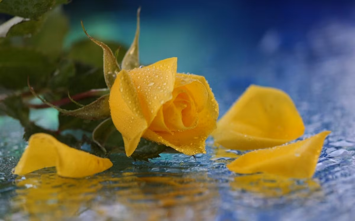 Phu nu sinh vao 5 ngay Am lich nay, vuong phu ich tu-Hinh-3