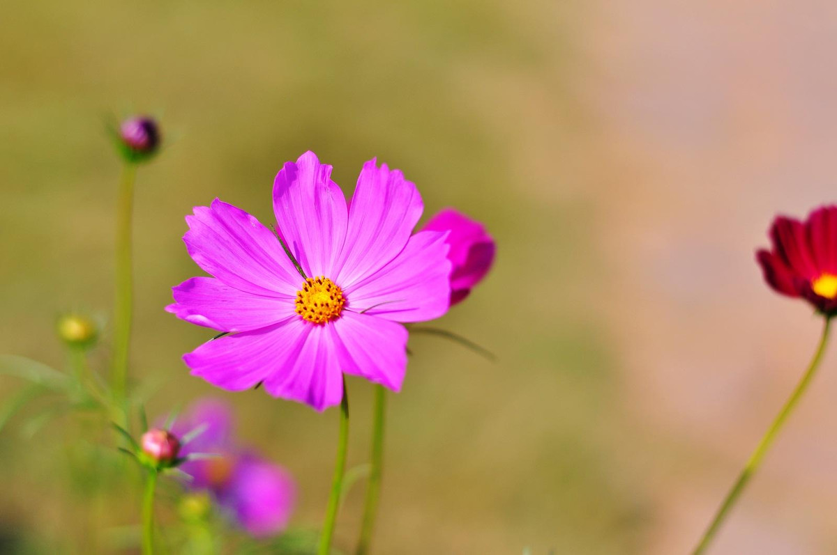 Phu nu sinh vao 5 ngay Am lich nay, vuong phu ich tu-Hinh-2