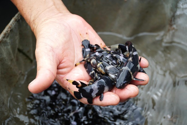 Loai ca hiem sap tuyet chung o mien Tay duoc nuoi giua dong song Hau-Hinh-3