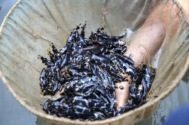 Loai ca hiem sap tuyet chung o mien Tay duoc nuoi giua dong song Hau-Hinh-2