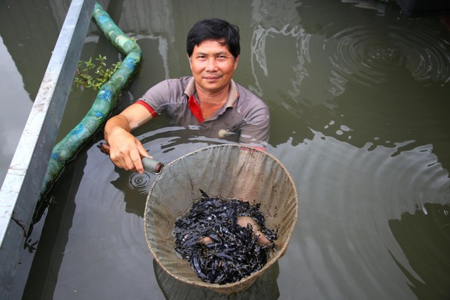 Loai ca hiem sap tuyet chung o mien Tay duoc nuoi giua dong song Hau