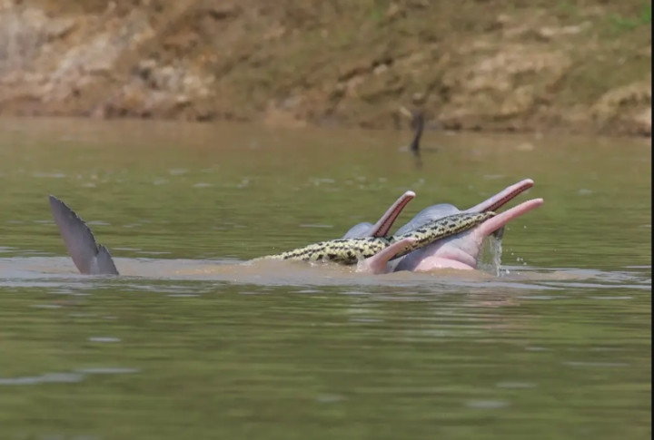 Ca heo ngoam xac quai vat dam lay Amazon