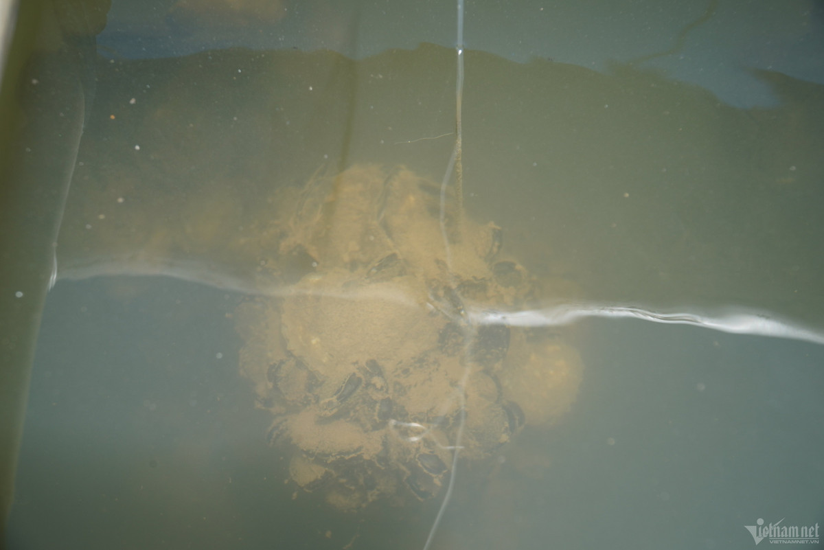 Thức ăn của hàu là rong, tảo, mùn bã hữu cơ trong nước,... Mô hình nuôi hàu này cũng góp phần cải thiện môi trường nước và hệ sinh thái vùng cửa sông.