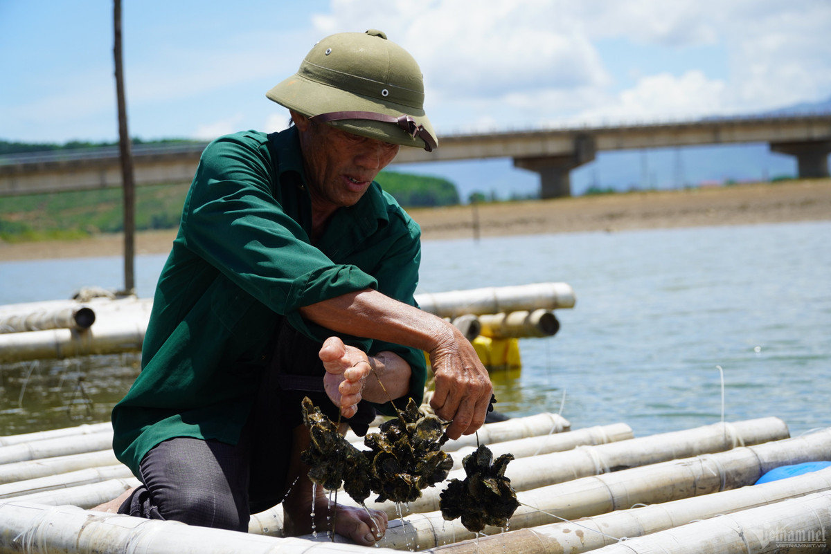 Năm 2016, UBND xã Kỳ Hà triển khai thí điểm 7 bè mô hình nuôi hàu Thái Bình Dương. Mỗi bè được hỗ trợ tối đa 30 triệu đồng. Nhận thấy đây là mô hình nuôi mang lại hiệu quả, vốn đầu tư ít nên người dân đã mạnh dạn đầu tư dù không còn cơ chế hỗ trợ.