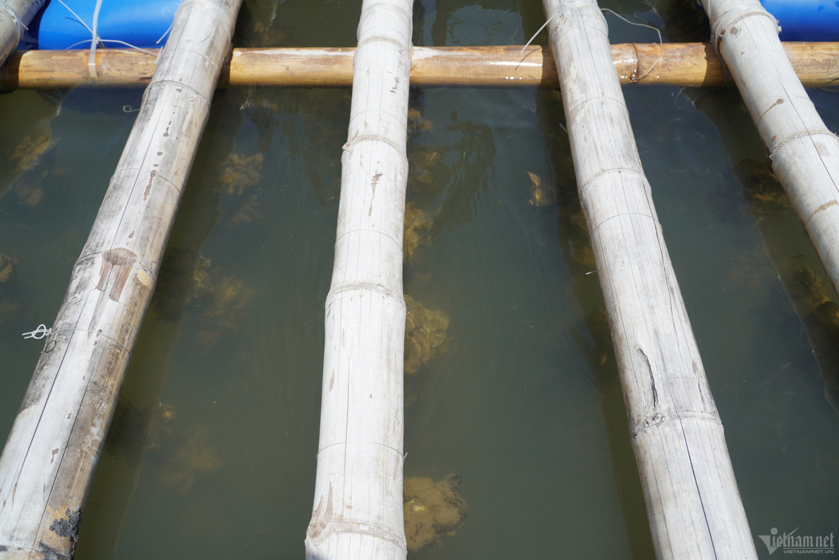 Mô hình nuôi hàu treo dây có kỹ thuật nuôi khá đơn giản. Nông dân chuẩn bị các giàn bè chịu được khối lượng hàu phát triển. Đây là loài hàu có nguồn gốc từ Nhật Bản, tốc độ sinh trưởng nhanh và khả năng phân bố rộng. Hàu giống bám trên các giá thể.