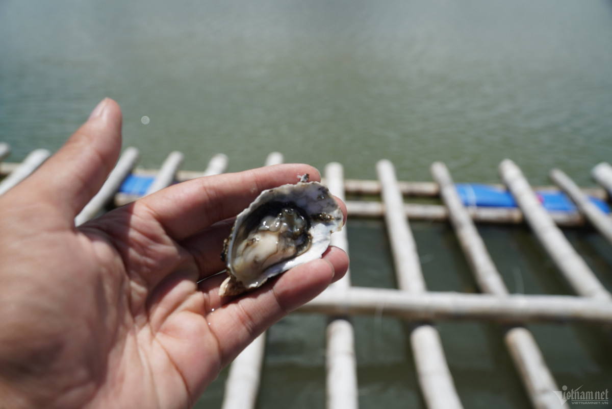 Theo Đông y, hàu có tác dụng tư âm, dưỡng huyết, rất thích hợp cho những người mắc các chứng bệnh như gầy yếu. Thịt hàu có hàm lượng kẽm cao. Ngoài ra, hàu còn giữ vai trò quan trọng trong việc cải thiện chức năng sinh lý ở nam giới.