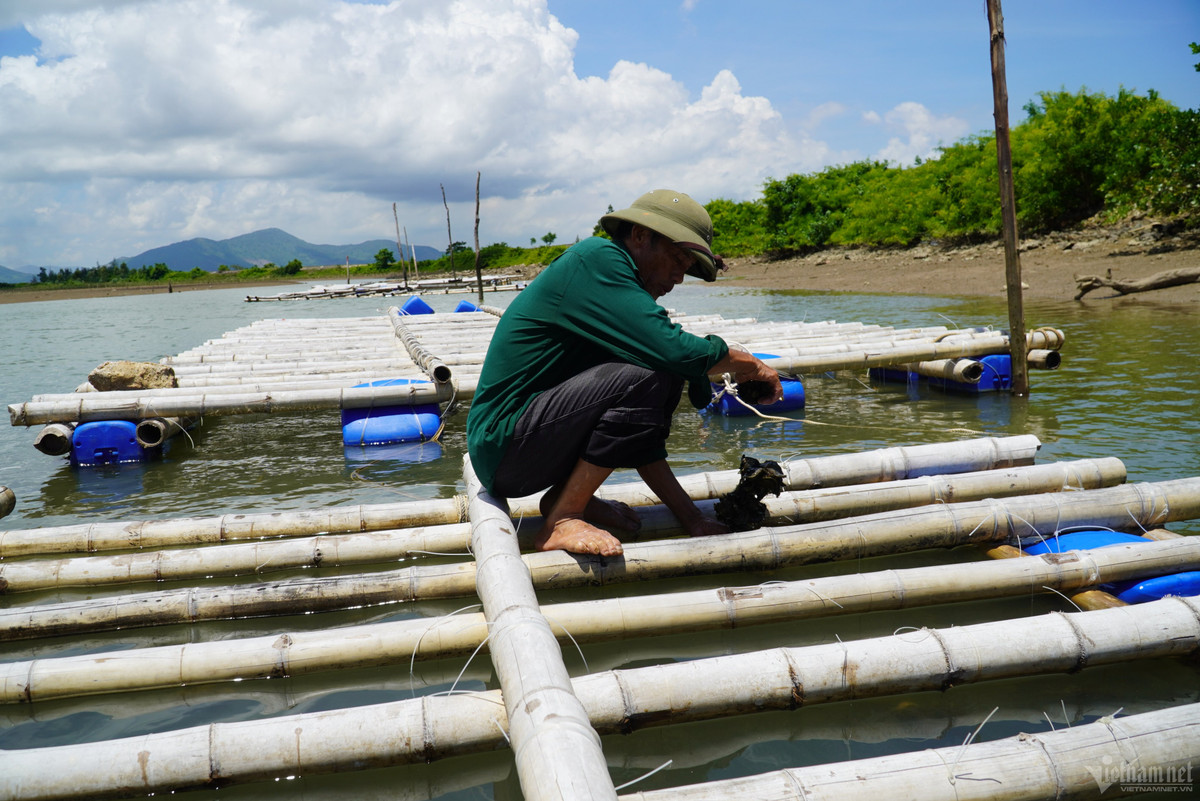 Ông Lê Quang Nhuận (70 tuổi, thôn Bắc Hà, xã Kỳ Hà) cho hay, năm nay gia đình ông đầu tư 3 bè, mỗi bè có kinh phí 15 triệu đồng. "Nuôi hàu chi phí thấp hơn nuôi tôm, cá, lại không mất tiền thức ăn cho hàu, đầu ra ổn định, kỹ thuật nuôi treo dây cước cũng đơn giản. Hàu nuôi thương phẩm trong thời gian khoảng 5-6 tháng sẽ cho thu hoạch", ông Nhuận nói.
