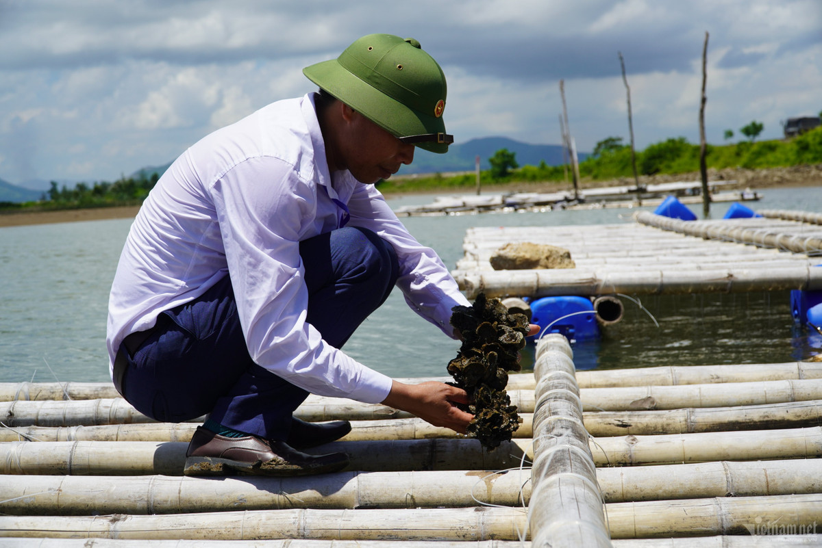Ông Nguyễn Tiến Thắng, Phó Chủ tịch UBND xã Kỳ Hà, cho biết, năm 2015, UBND thị xã Kỳ Anh cử cán bộ đi tham quan, học hỏi mô hình nuôi hàu Thái Bình Dương tại tỉnh Quảng Ninh, trong đó có một số nông dân. Từ đó, ông Thắng và người dân đưa mô hình này về nuôi, phát triển và mở rộng tại xã Kỳ Hà, mang lại hiệu quả kinh tế cao.