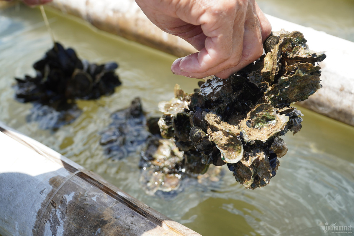 Mỗi bè hàu sữa có điện tích 100m2 sẽ cho thu 1,3-1,5 tấn hàu vỏ. Giá mỗi kg hàu vỏ dao động từ 25.000-30.000 đồng, hàu ruột tách vỏ có giá từ 80.000-120.000 đồng/kg. Mỗi bè diện tích 100m2 nông dân có thể thu về từ 20-25 triệu đồng.