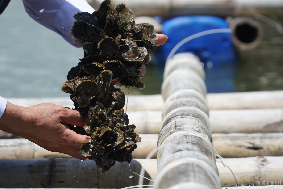 6 tháng người dân sẽ thu hoạch một lần, rồi đưa hàu bán lại cho thương lái. Đây là mô hình mang lại thu nhập ổn định cho người dân, ít rủi ro.