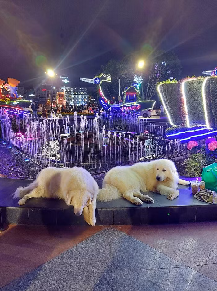 2 chu cho tai Da Lat 