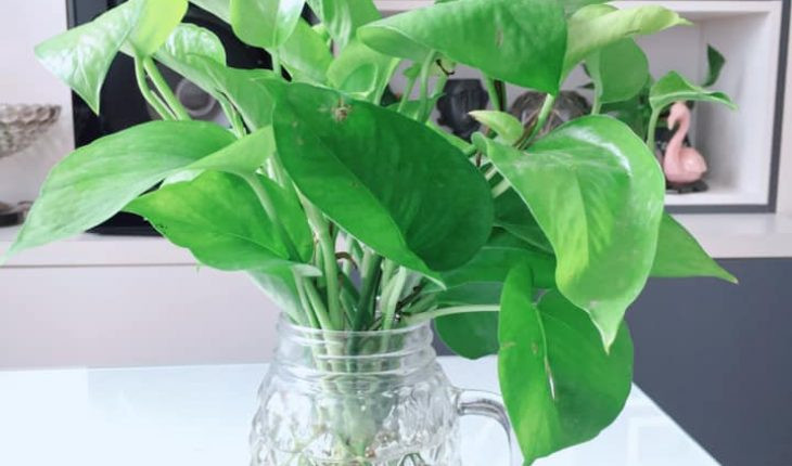 1. Cây vạn niên thanh. Cây vạn niên thanh là một trong những cây cảnh mang lại ý nghĩa phong thủy tốt. Trồng cây vạn niên thanh trước cửa nhà giúp mang lại may mắn, thịnh vượng, tài lộc và may mắn cho gia chủ.