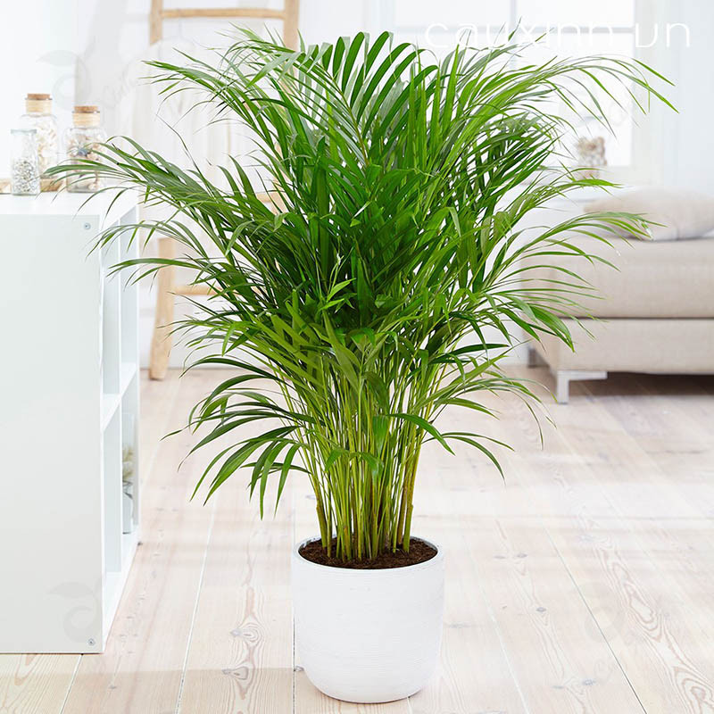 Với khả năng hấp thu độc tố, cùng với dáng cây bền đẹp, vươn thẳng xanh tốt, cây cau cảnh có ý nghĩa xua đi những điều không may mắn, mang lại hạnh phúc, bình an cho gia chủ.