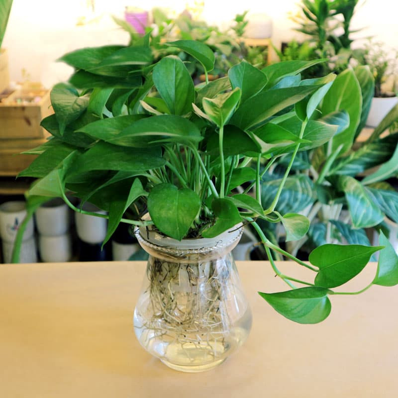 Cây vạn niên thanh thuộc họ ráy nên rất dễ gây ngứa khi chạm vào, nếu dính vào da, mắt sẽ gây cảm giác khó chịu. Đồng thời, khi ăn phải lá cây sẽ có các triệu chứng như tê môi, đỏ lưỡi, ngứa họng..., đối với trẻ em có hệ miễn dịch yếu sẽ gây ngộ độc.