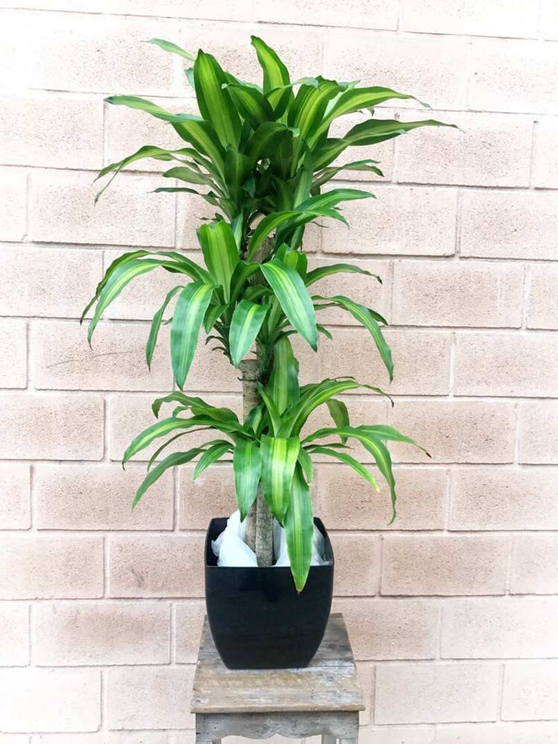 Hơn nữa, nếu bạn đặt cây theo hướng Đông hay Đông Nam của ngôi nhà thì sẽ đem tới nhiều may mắn bởi cây là đại diện cho hành Mộc.