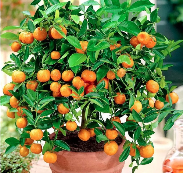 Nếu trang trí các vật dụng có nhiều màu cam, vàng rực trong nhà vào những ngày đầu năm ngụ ý sẽ mang lại nhiều tài lộc. Điều này, giải thích nguyên nhân vì sao mỗi lần Tết đến, chúng ta thường mua một chậu quất có nhiều trái chín vàng chưng trong nhà.