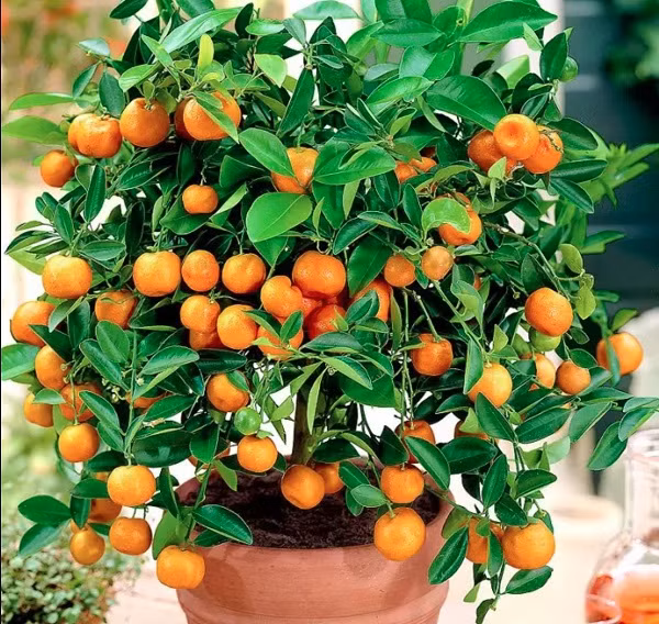 Nếu trang trí các vật dụng có nhiều màu cam, vàng rực trong nhà vào những ngày đầu năm ngụ ý sẽ mang lại nhiều tài lộc. Điều này, giải thích nguyên nhân vì sao mỗi lần Tết đến, chúng ta thường mua một chậu quất có nhiều trái chín vàng chưng trong nhà.