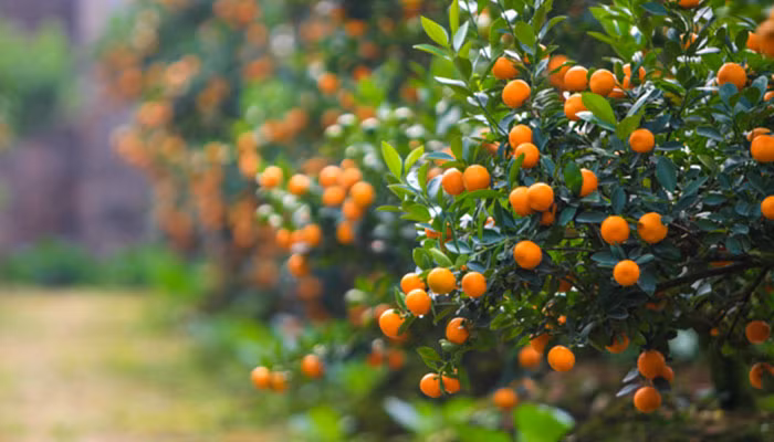 Nếu bạn trồng một cây cam trong vườn, thì tốt nhất nên trồng ở hướng Đông Nam. Bởi vì, đây là hướng tượng trưng cho sự giàu có, thịnh vượng. Khi cây sai quả có thể mang lại may mắn, đại cát cho gia chủ. (Thông tin trong bài chỉ mang tính tham khảo)