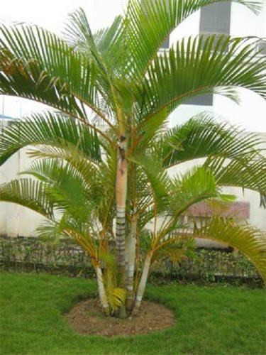 Đây là loại cây nên ưu tiên chọn trồng trước cửa nhà bởi tính thẩm mỹ cũng như tác dụng phong thủy của chúng.