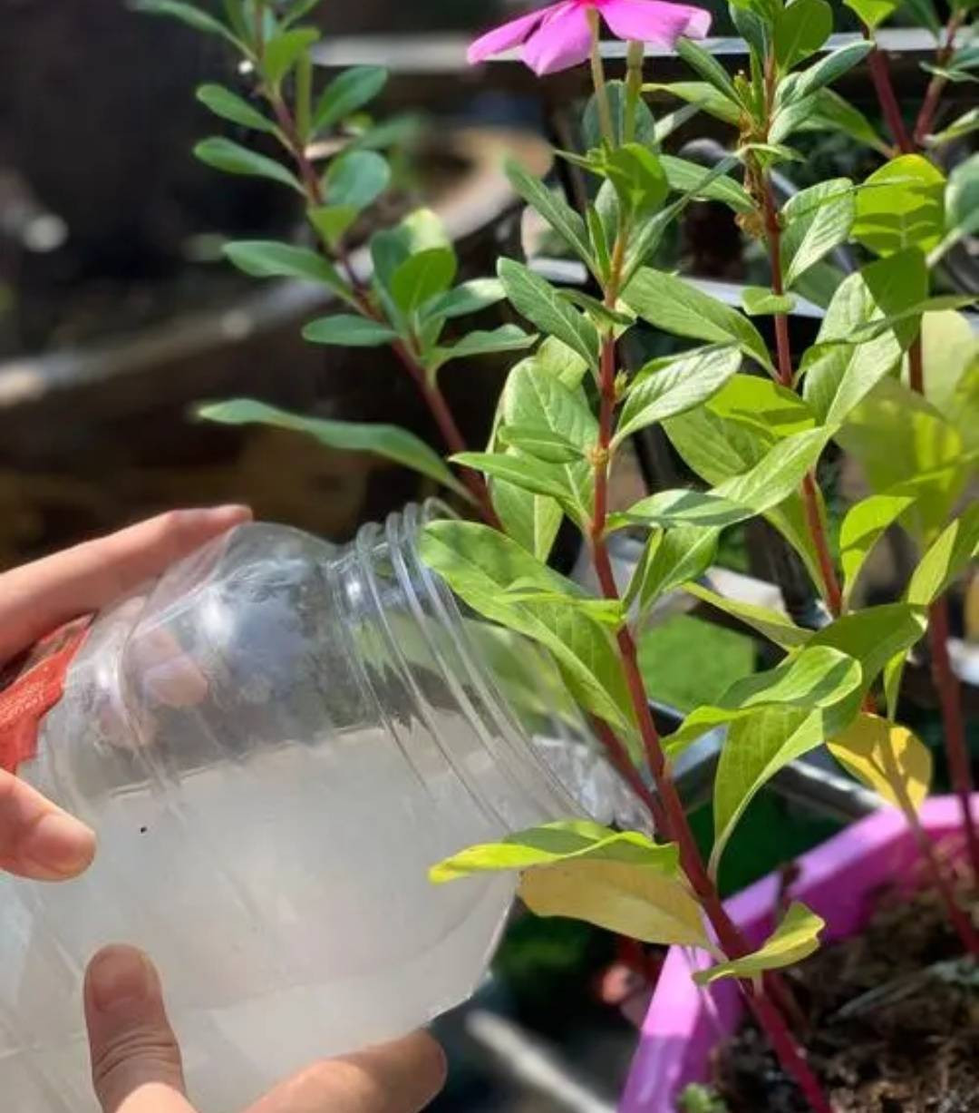 Mùa đông, 4 loại nước không được tưới cho cây cảnh - Hình 3 Mua dong, 4 loai nuoc khong duoc tuoi cho cay canh-Hinh-3