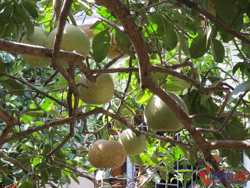 Ban dac san tien vua, ngoi dem cay thu tien trieu moi ngay-Hinh-2