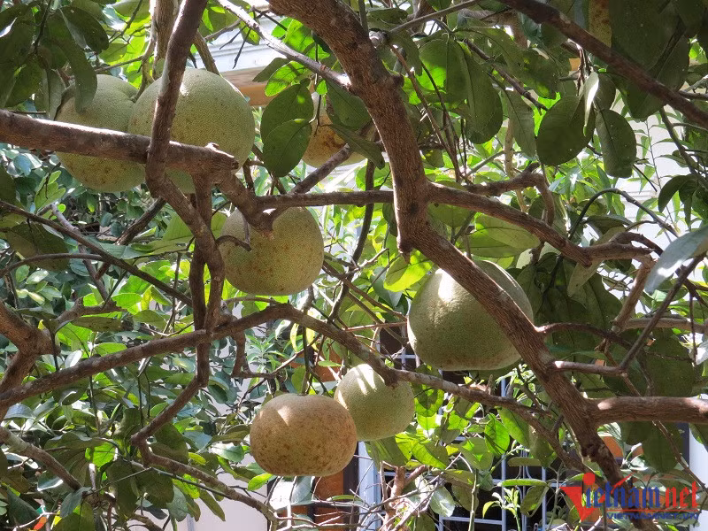 Ban dac san tien vua, ngoi dem cay thu tien trieu moi ngay-Hinh-2