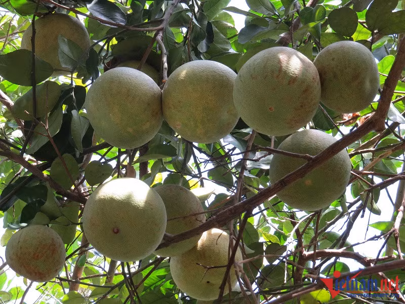 Ban dac san tien vua, ngoi dem cay thu tien trieu moi ngay-Hinh-3