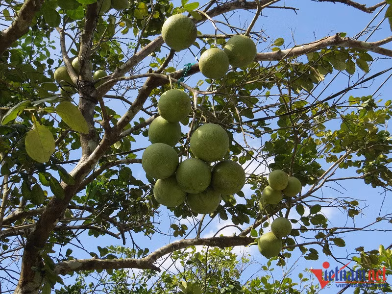 Ban dac san tien vua, ngoi dem cay thu tien trieu moi ngay