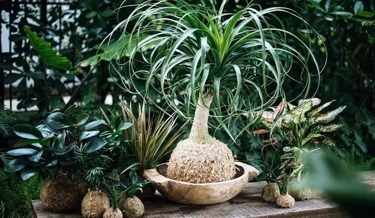 Cây lan bình rượu. Hình dáng của loại cây này cũng khá kỳ lạ. Đánh giá của nhiều người về cây lan bình rượu có tốt, có xấu. Có người cho rằng cây rất đẹp cũng có người lại thấy rất xấu vì cái bụng bự sần sùi, không ăn nhập gì với tán lá mảnh mai phía trên.