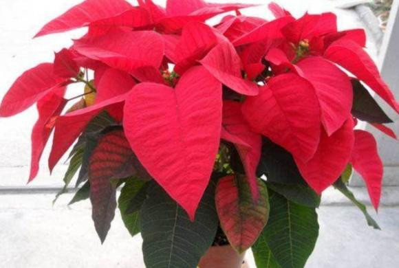 4 loai hoa 'xui xeo' nhat dinh dung nuoi trong nha-Hinh-4