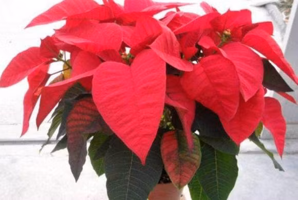 4 loai hoa 'xui xeo' nhat dinh dung nuoi trong nha-Hinh-4