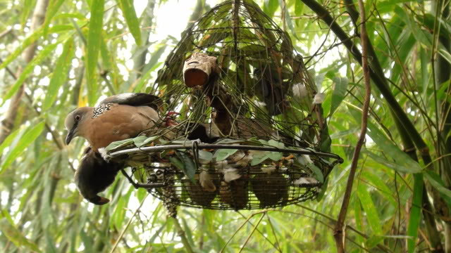 Những ''gác cu'' không phải là cái ngu lớn, mà lý do chính là nếu không ẩn thận thì con chim sẽ sổ lồng và bay mất mà không hề nhìn lại để nhớ lại cái công của người chăm sóc nuôi dưỡng nó. Vì cái tính vô ơn, bạc nghĩa của chim cu khiến người nuôi bị mang tiếng là “ngu”.